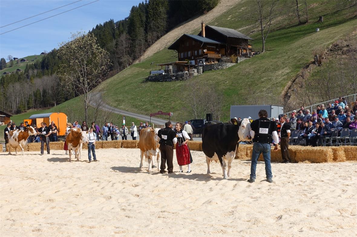 Die vier noch lebenden Kühe im Obersimmental, die bis anhin eine Lebensleistung ...