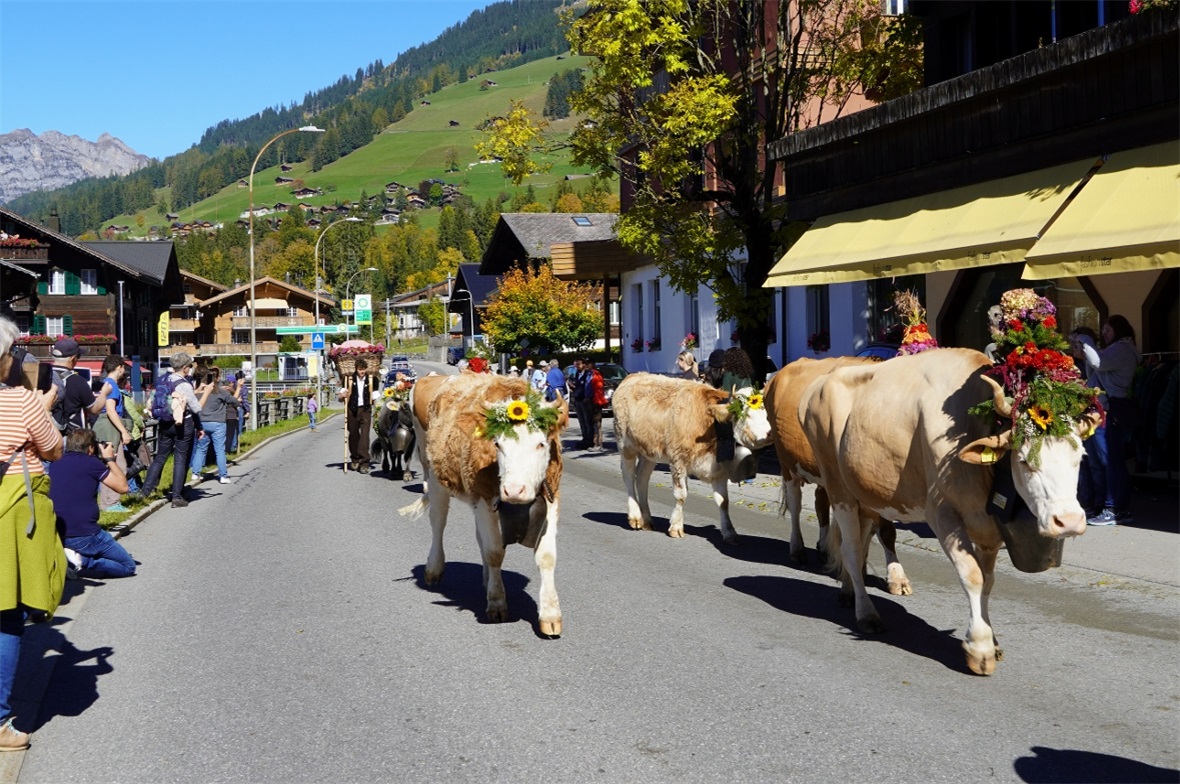 Die wunderbar geschmückten Tiere begeisterten Zuschauerinnen und Zuschauer aus N...