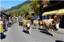 Die wunderbar geschmückten Tiere begeisterten Zuschauerinnen und Zuschauer aus N...