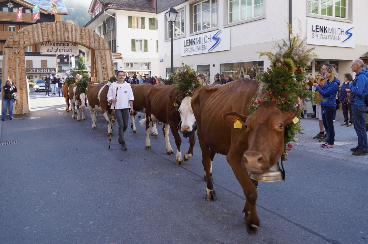Die wunderbar geschmückten Tiere begeisterten Zuschauerinnen und Zuschauer aus N...