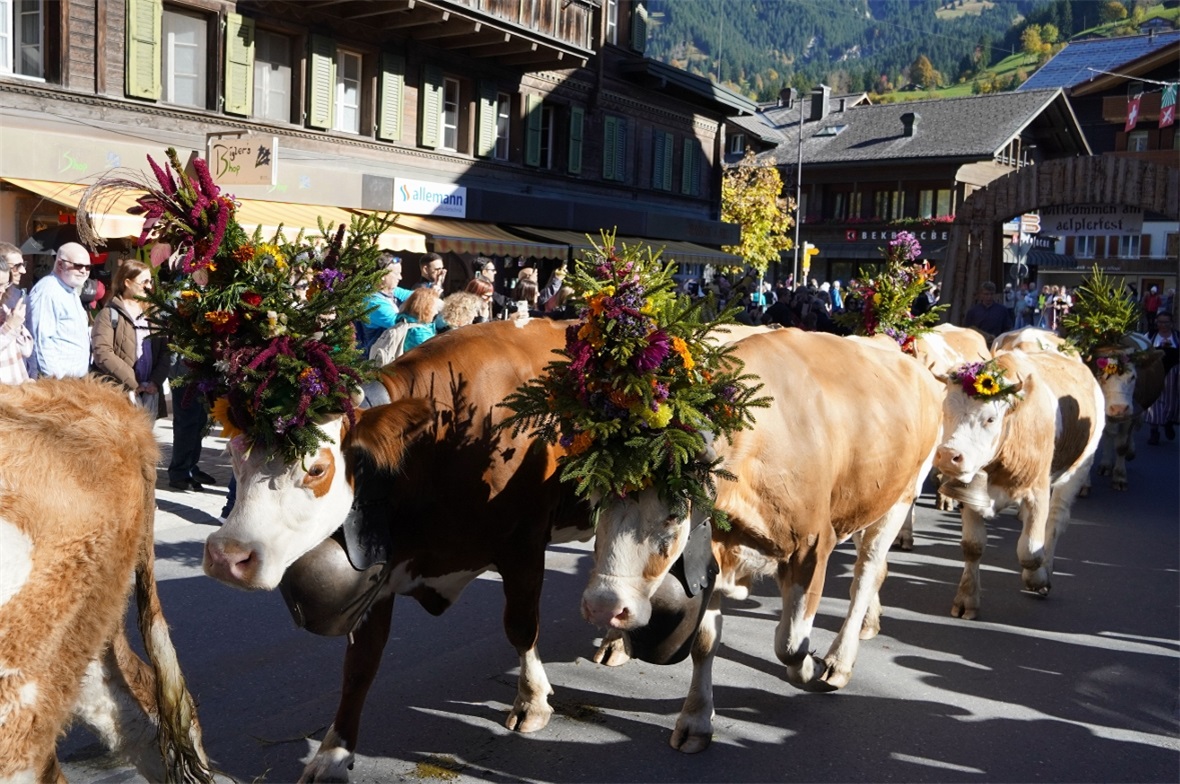 Die wunderbar geschmückten Tiere begeisterten Zuschauerinnen und Zuschauer aus N...