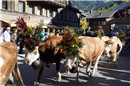 Die wunderbar geschmückten Tiere begeisterten Zuschauerinnen und Zuschauer aus N...
