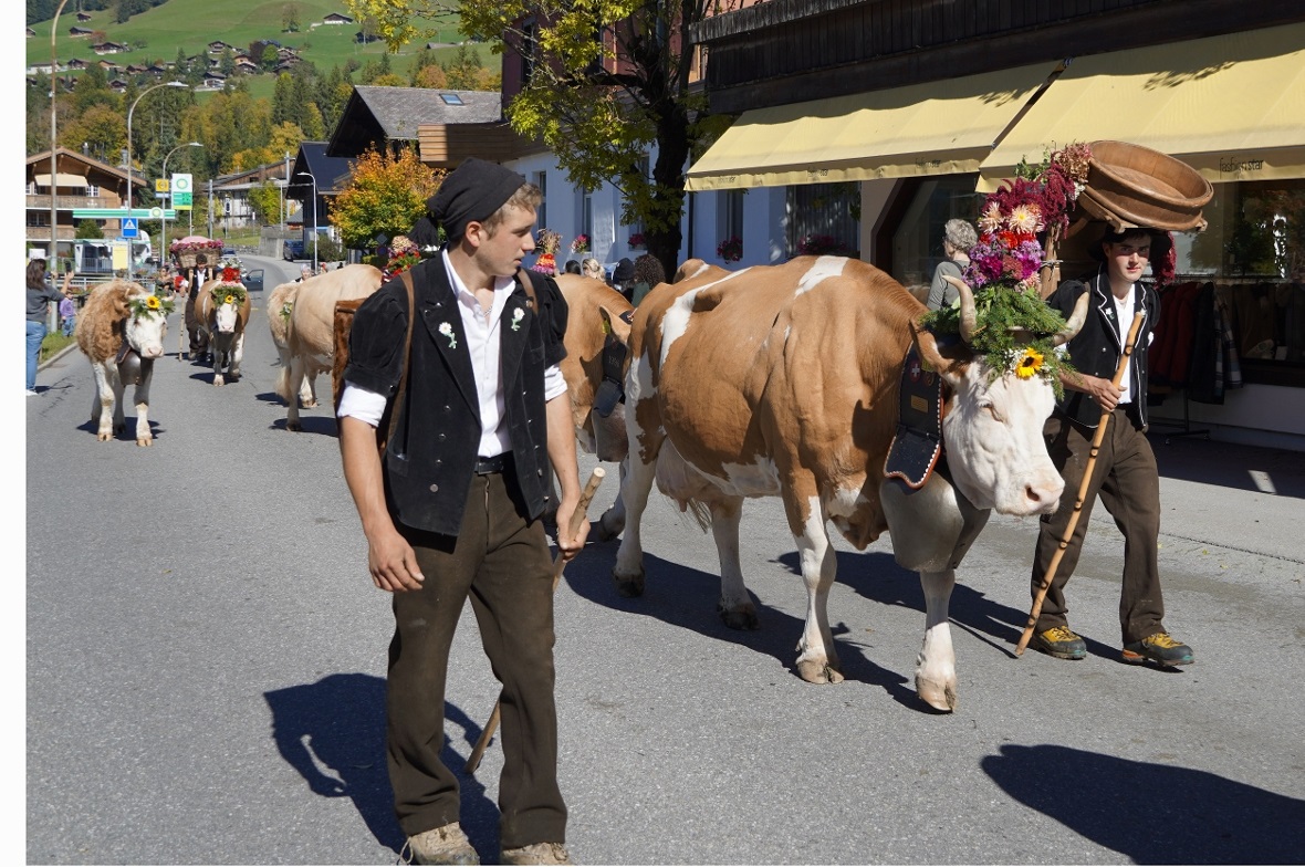 Die wunderbar geschmückten Tiere begeisterten Zuschauerinnen und Zuschauer aus N...
