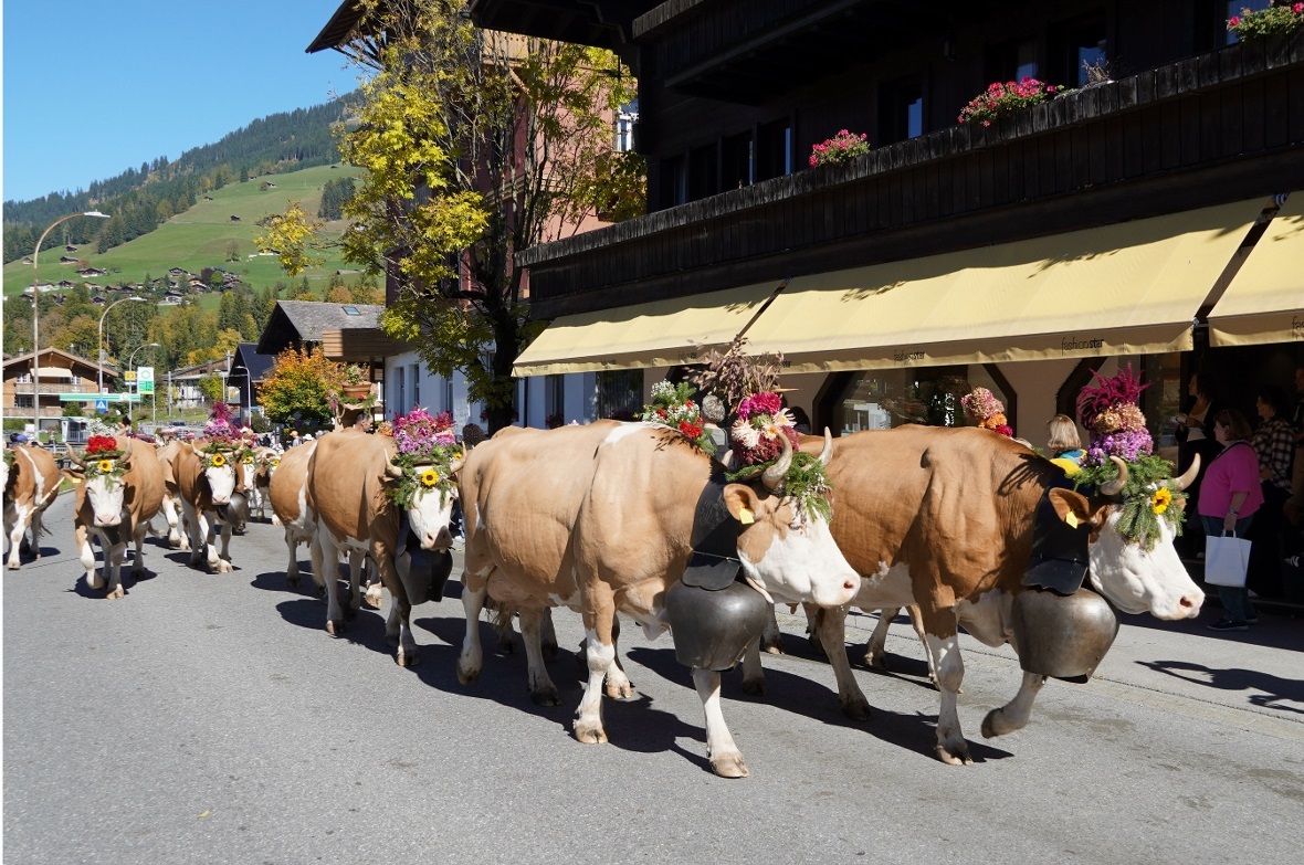 Die wunderbar geschmückten Tiere begeisterten Zuschauerinnen und Zuschauer aus N...