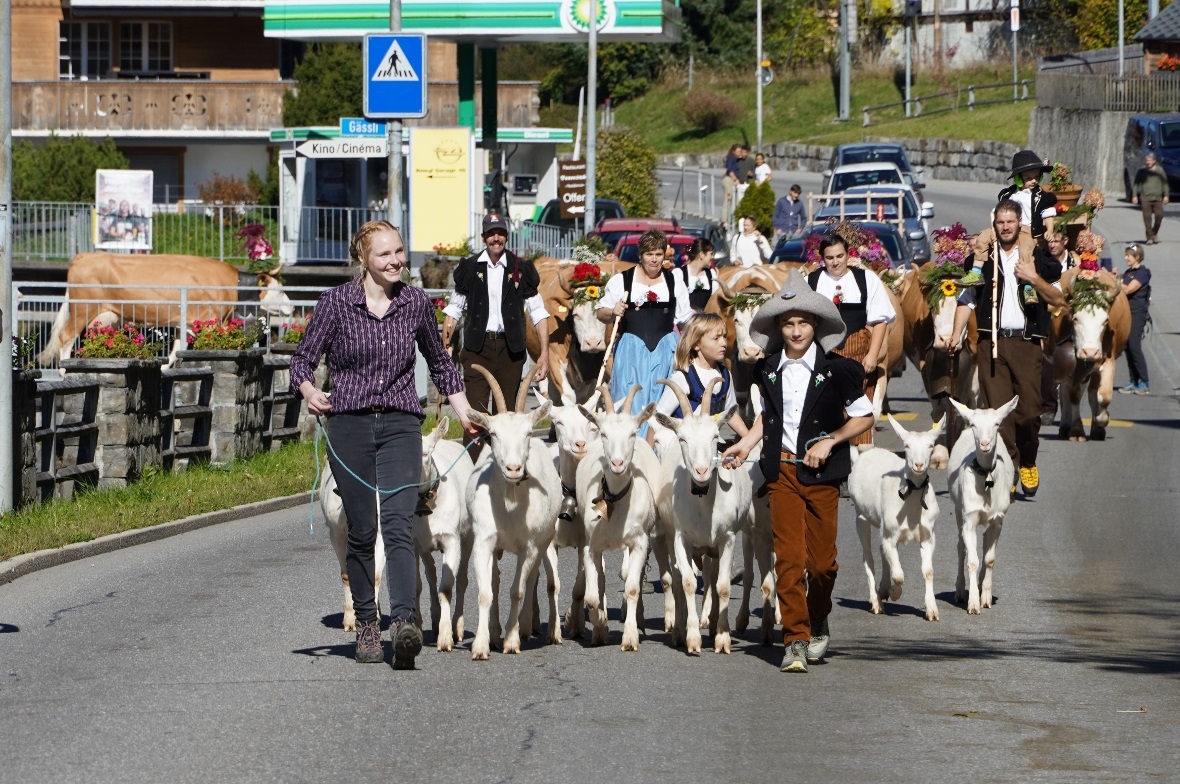 Die wunderbar geschmückten Tiere begeisterten Zuschauerinnen und Zuschauer aus N...