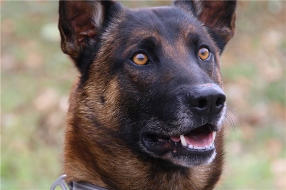 Diensthund Blade fasste den Einbrecher.