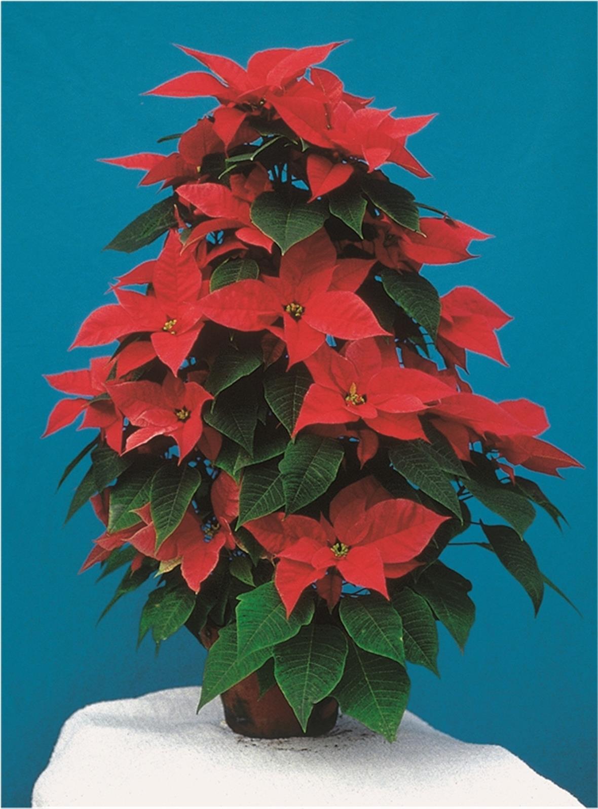 Dieser leuchtend rote Weihnachtsstern in Pyramidenform verleiht im Korridor und auf dem Treppenabsatz ein dekoratives Bild.