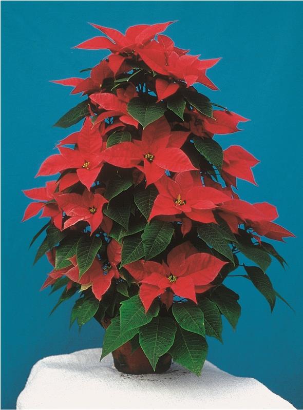 Dieser leuchtend rote Weihnachtsstern in Pyramidenform verleiht im Korridor und auf dem Treppenabsatz ein dekoratives Bild.