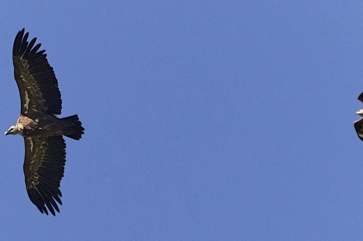 Direkter Grössenvergleich: Gänsegeier (links) und Rotmilan.