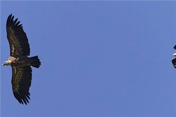 Direkter Grössenvergleich: Gänsegeier (links) und Rotmilan.