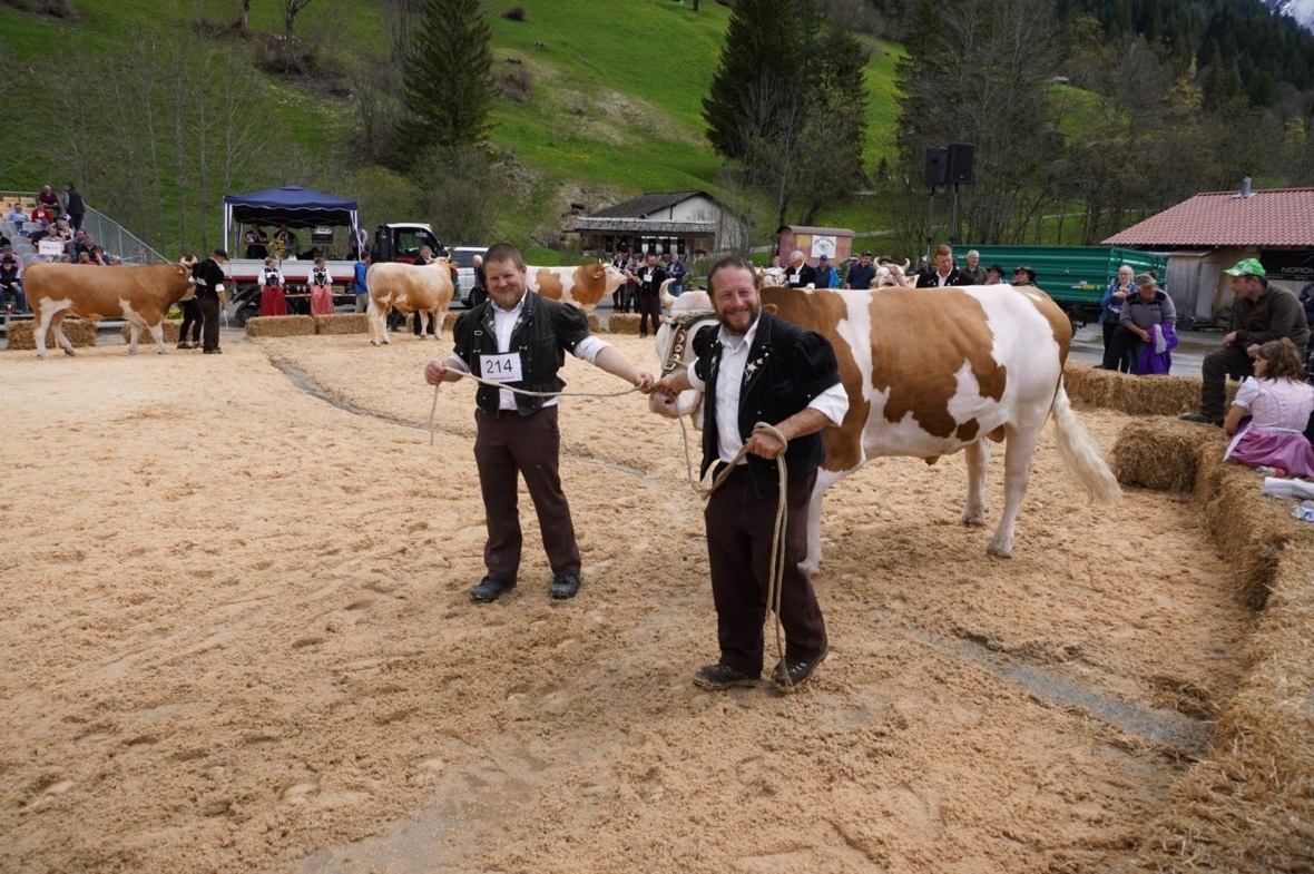 Ebenfalls 15 Stiere wurden zur Schau gestellt.