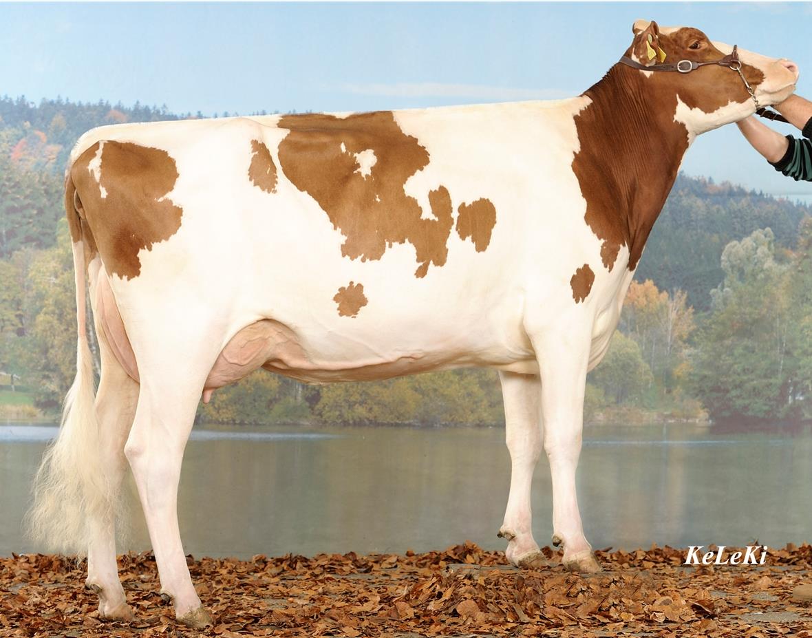 Grosserfolg der Simmentaler Züchter an der Swiss Expo in Lausanne Ehrenmeldungen im Championnat Intermédaire und beim Schöneuter-Championnat für Jungkuh «Sihu Robo Virginia» von Hansueli Siegenthaler, Oberwil.
