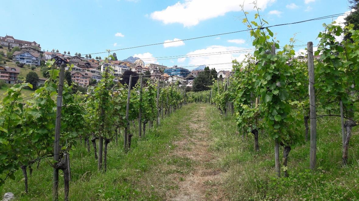 Eigens eingerichteter Weinweg in Spiez