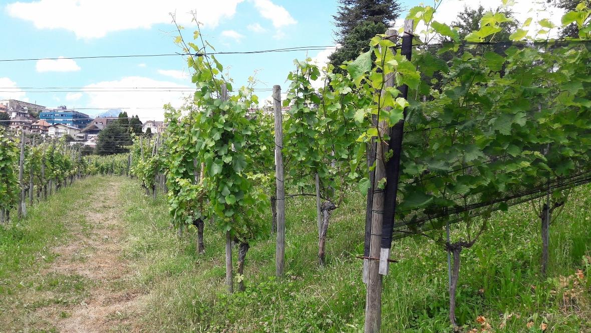 Eigens eingerichteter Weinweg in Spiez