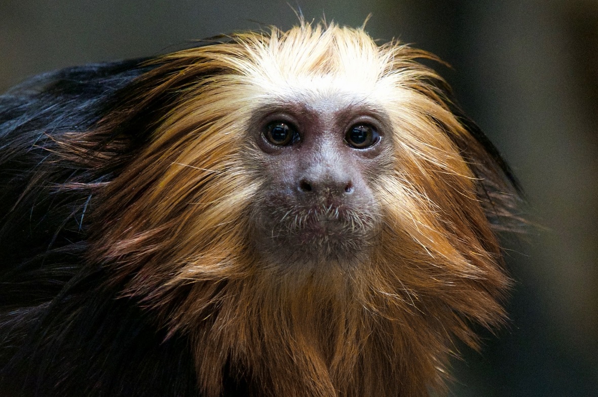 Ein Äffchen im Zoo Servion.
