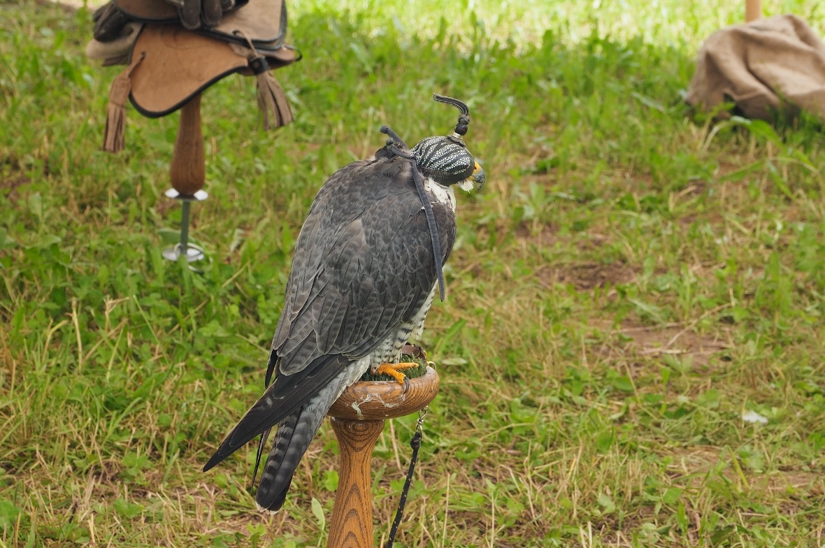 Ein Falke der Falknerei von Ulrich Lüthi auf dem Mittelalterfest am Mannenberg.