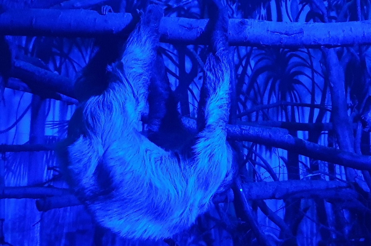 Ein Faultier im Nocturama.