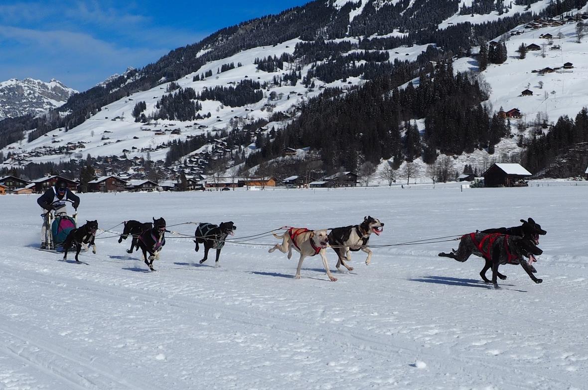 Ein Gespann mit 8 Hunden