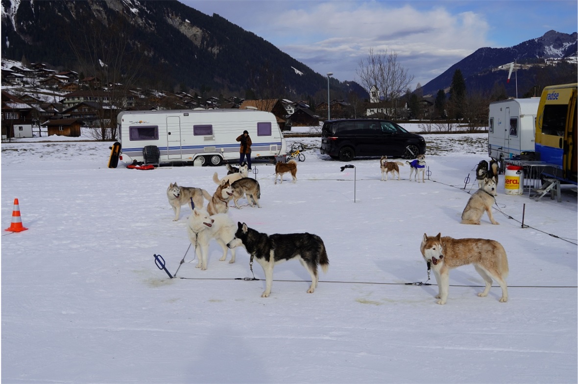 Ein Hauch von Alaska an der Lenk.