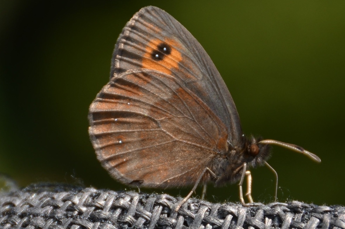 Ein Mohrenfalter, lateinisch Erebia genannt.