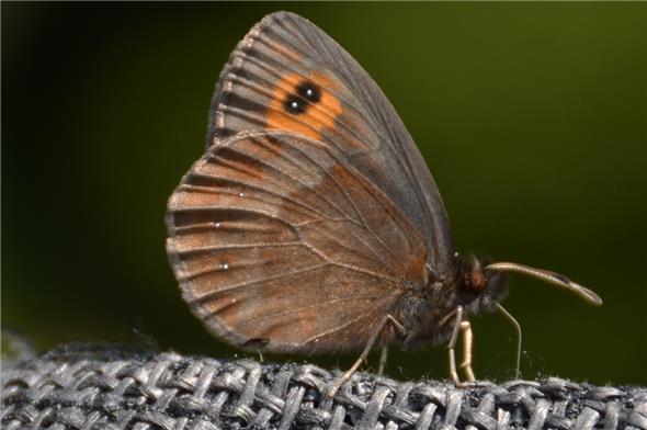 Ein Mohrenfalter, lateinisch Erebia genannt.