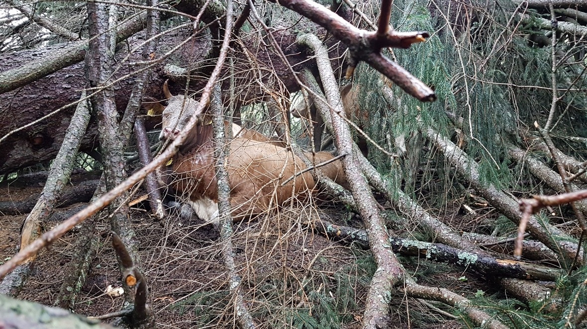 Ein Rind ist immernoch im kritischen Zustand.