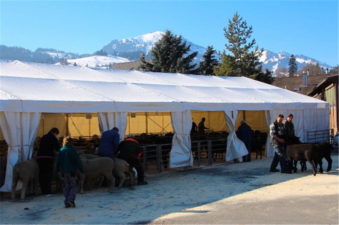 Ein Teil der Tiere wurde dieses Jahr im Zelt des Skiclubs Grund untergebracht.