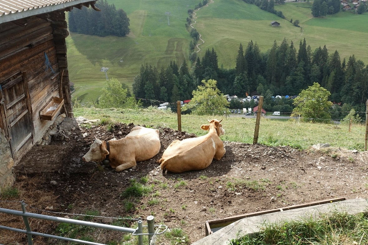 Ein Teil vom Festgelände aus der Sicht von oben. Selbst die Gustis haben den Pla...