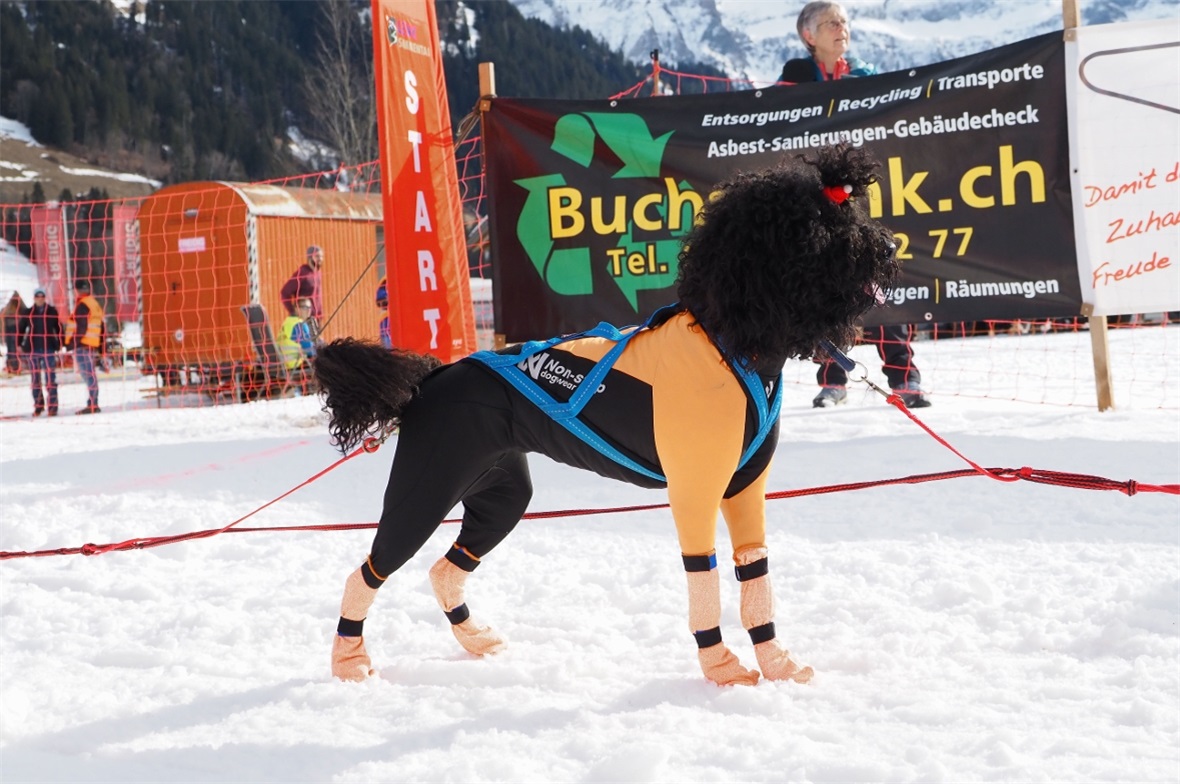 Ein etwas anderer Rennhund.