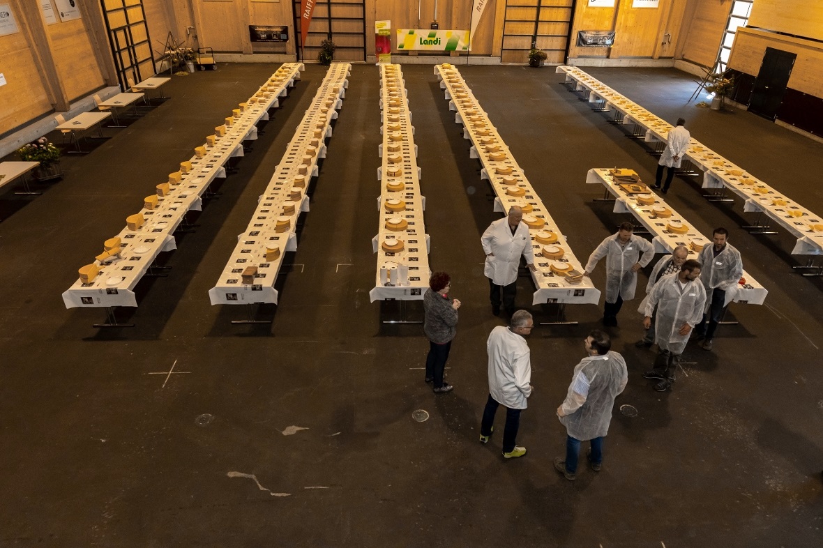 Ein imposanter Anblick die 121 Käselaibe.