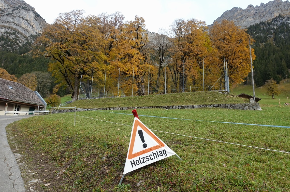 Ein letztes Bild der geschützten Baumgruppe, bevor der alte und kranke Bergahorn...