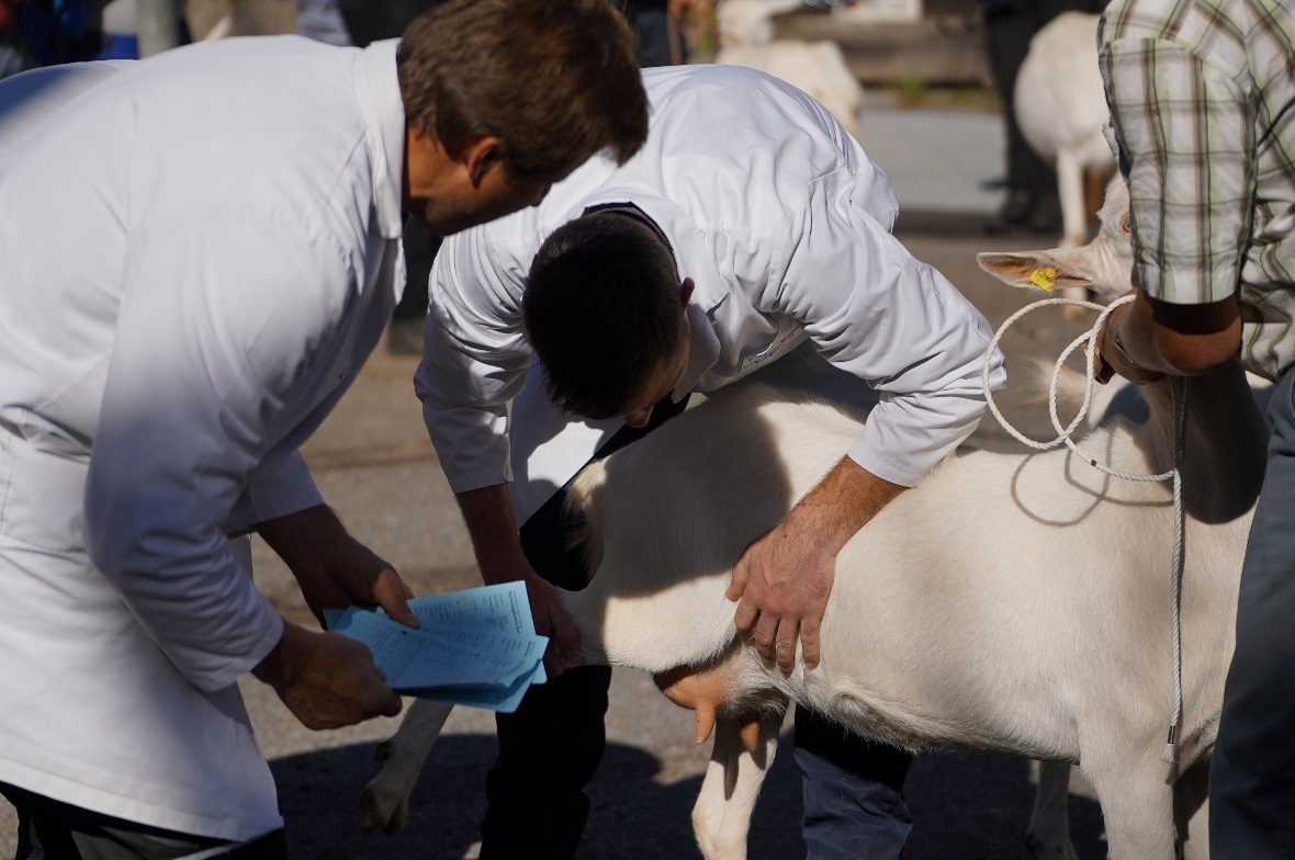 Ein prüfender Blick: Den Experten entging nichts.