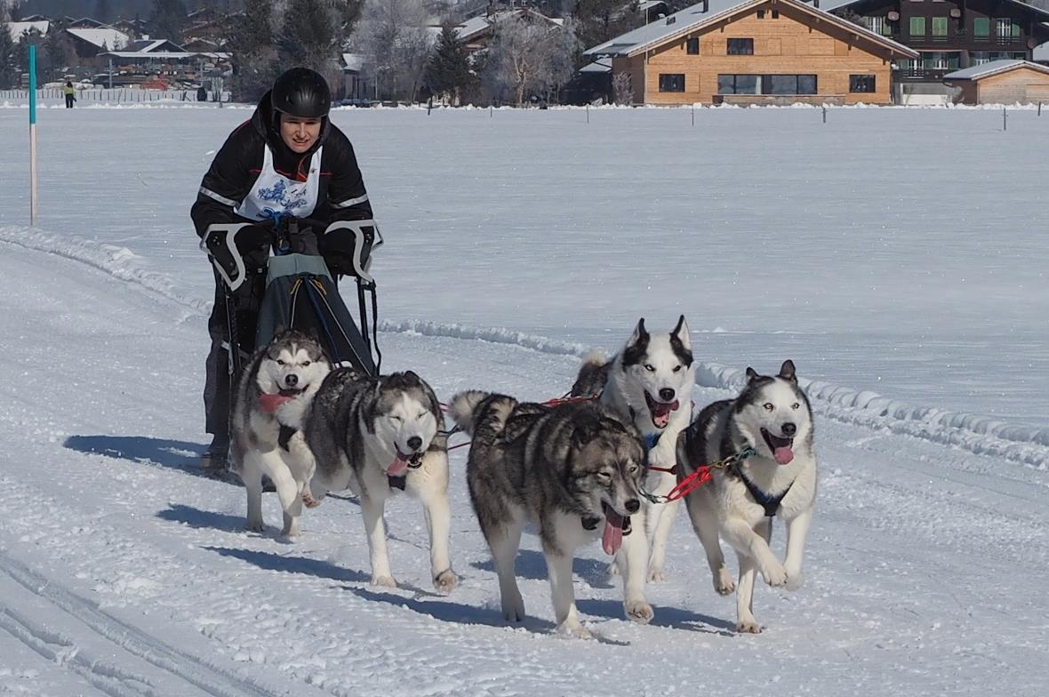 Ein reinrassiges Schlittenhundegespann