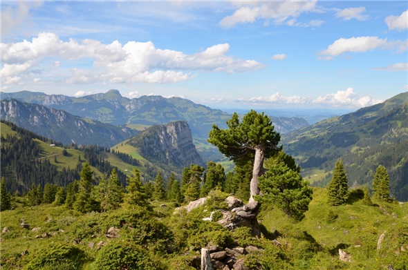 Ein solcher Anblick vom Diemtigtal erfreut die Gäste.