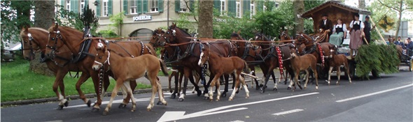 Ein unglaubliches Zusammenspiel von Mensch und Pferd: Der Achtspänner mit Fohlen von Heinz Schwarz. Dieses Bild wird an der Schau des bernischen Pferdezuchtverbandes am 4.Mai 2011 an der Bea /Pferd noch einmal zu sehen sein.