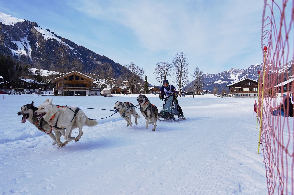 Eindrucksvoll und schnell: besonders die Gespanne mit vier und mehr Hunden begei...