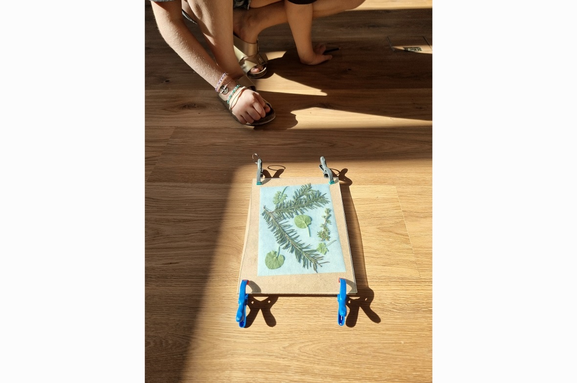 Eine Cyanotypie lag im Sonnenlicht zum Entwickeln.