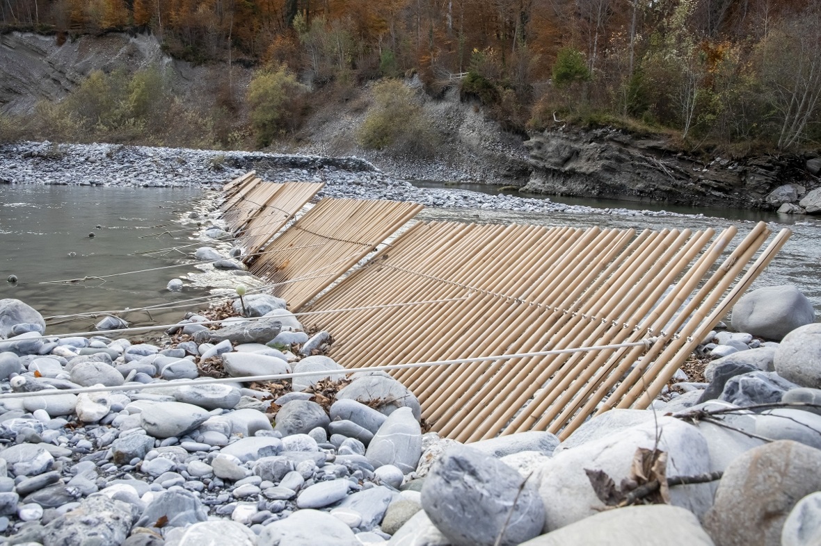 Eine Fischweiche aus Bambusstangen leitet die Forellen von der Kander in die Sim...