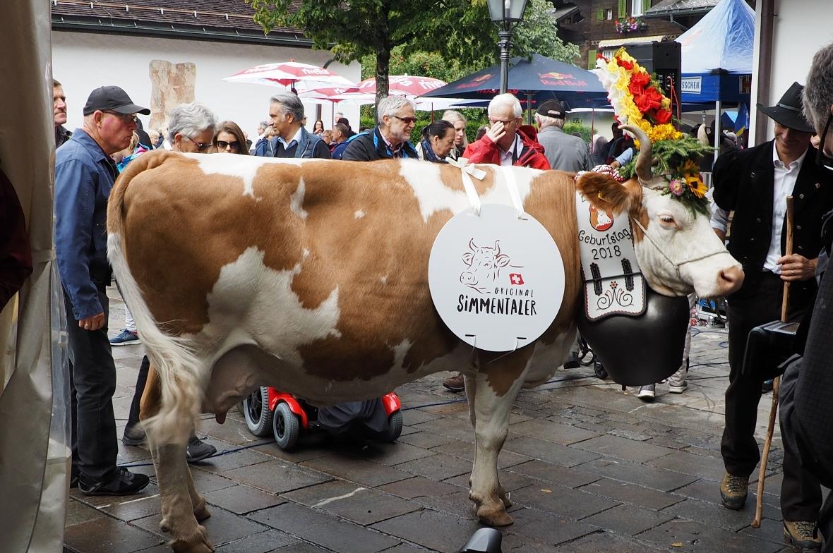 Eine Original Simmentaler Kuh anlässliche des Gründungsaktes des Vereins Origina...