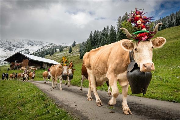 Eine Züglete unterwegs auf dem langen Weg vom Dürrenwald ins Tal.