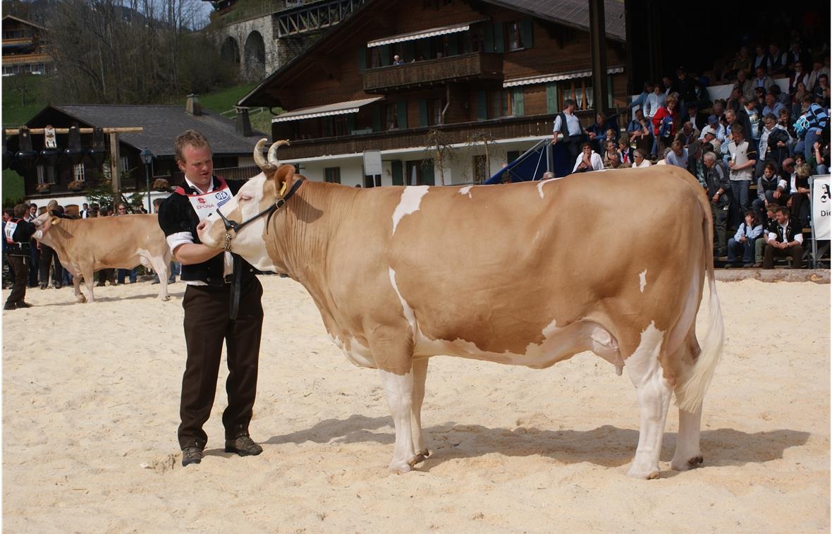 Eine der Königinnnen: Miss Simmental Rita aus der Zucht der Gebrüder Frautschi in Turbach.