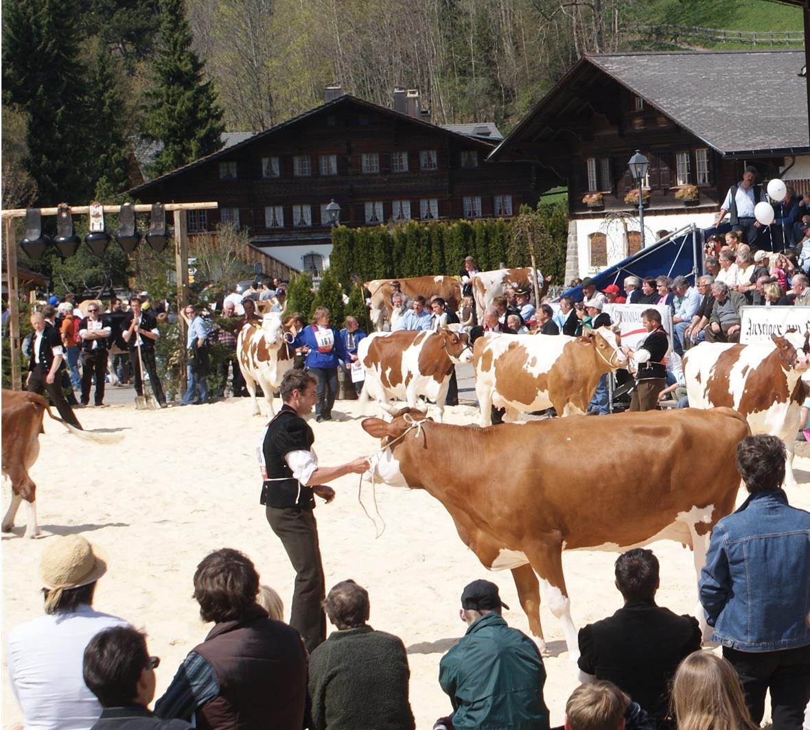 Eine der Königinnnen: Miss Simmental Rita aus der Zucht der Gebrüder Frautschi in Turbach.
