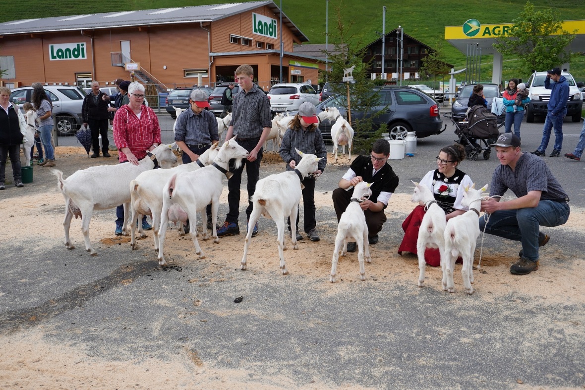 Eine der vier zur Schau gestellten Zuchtfamilien. TRIXLI mit ihren Nachkommen au...