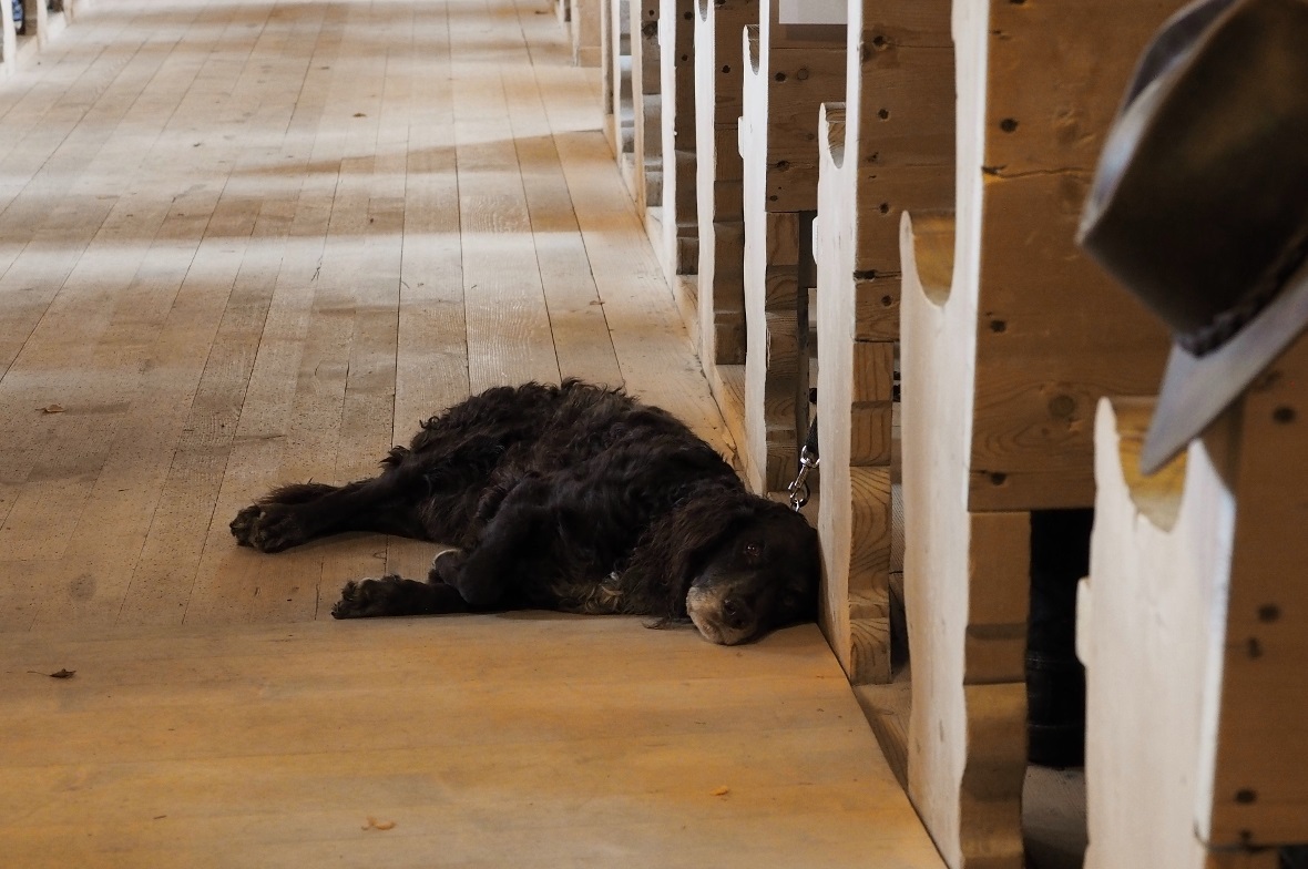 Einige der Hunde blieben bis zum Ende des Gottesdienstes.