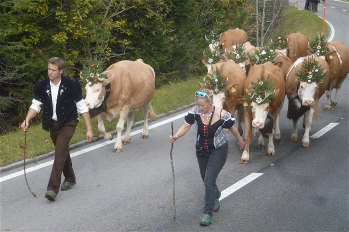 Endlich geht es nach Hause! Nach der Punktierung wurden die Kühe geschmückt und in Gruppen heim «gezügelt».