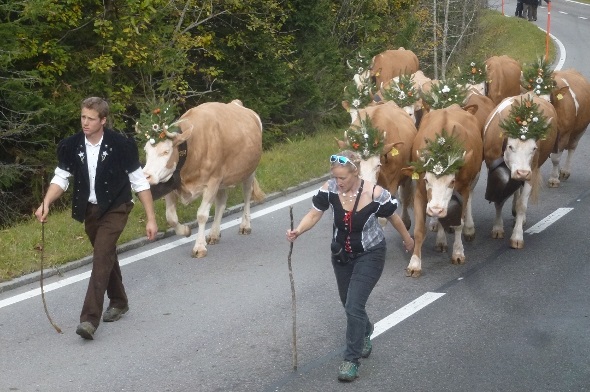 Endlich geht es nach Hause! Nach der Punktierung wurden die Kühe geschmückt und in Gruppen heim «gezügelt».