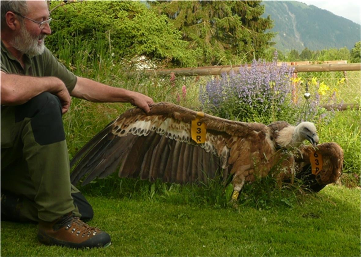 Endrückliche Grösse, Spannweite ca. 270cm, Gewicht 6900g.