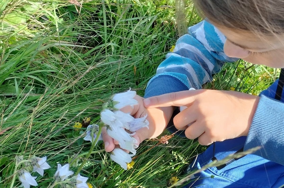 Entdeckungstour in die Welt von Alpenblumen, Heilpflanzen, Hummeln und Co. mit M...