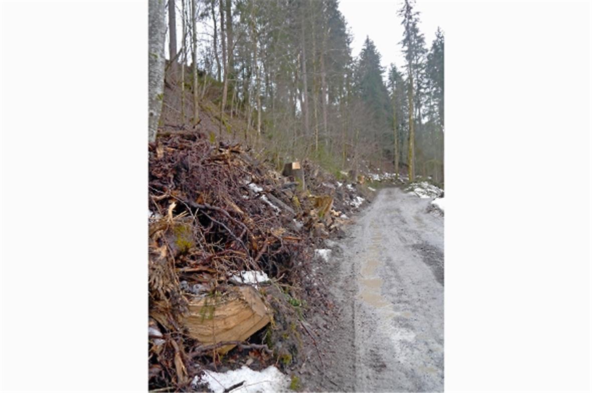 Entlang des Müliport-Waldweges Richtung Feuerstelle wurde im Zuge einer normalen...