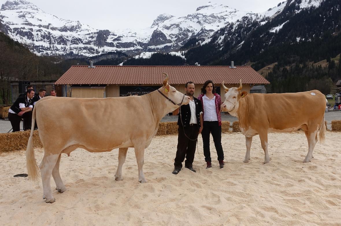 Erfolgreiche Mutter und Tochter: Die Simmentaler Kuh Ursina sowie ihre Tochter u...